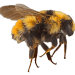 central-bumblebee-2