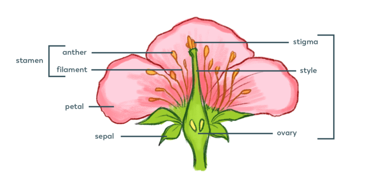 Pollination – Pollinator Quest