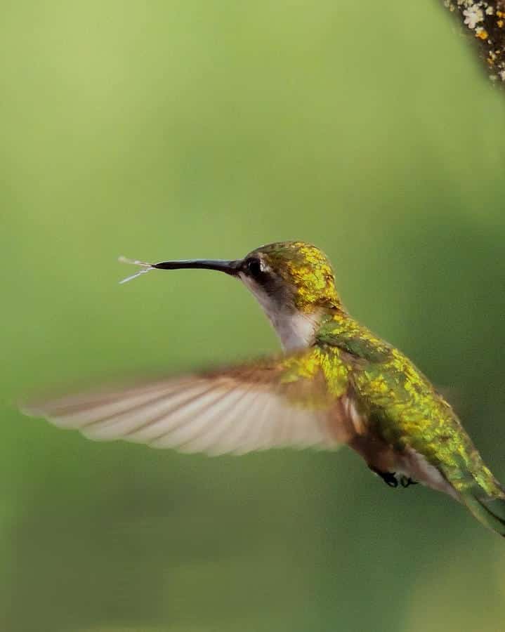 hummingbird-tongue