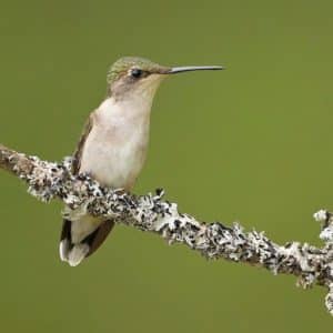 hummingbirdperch