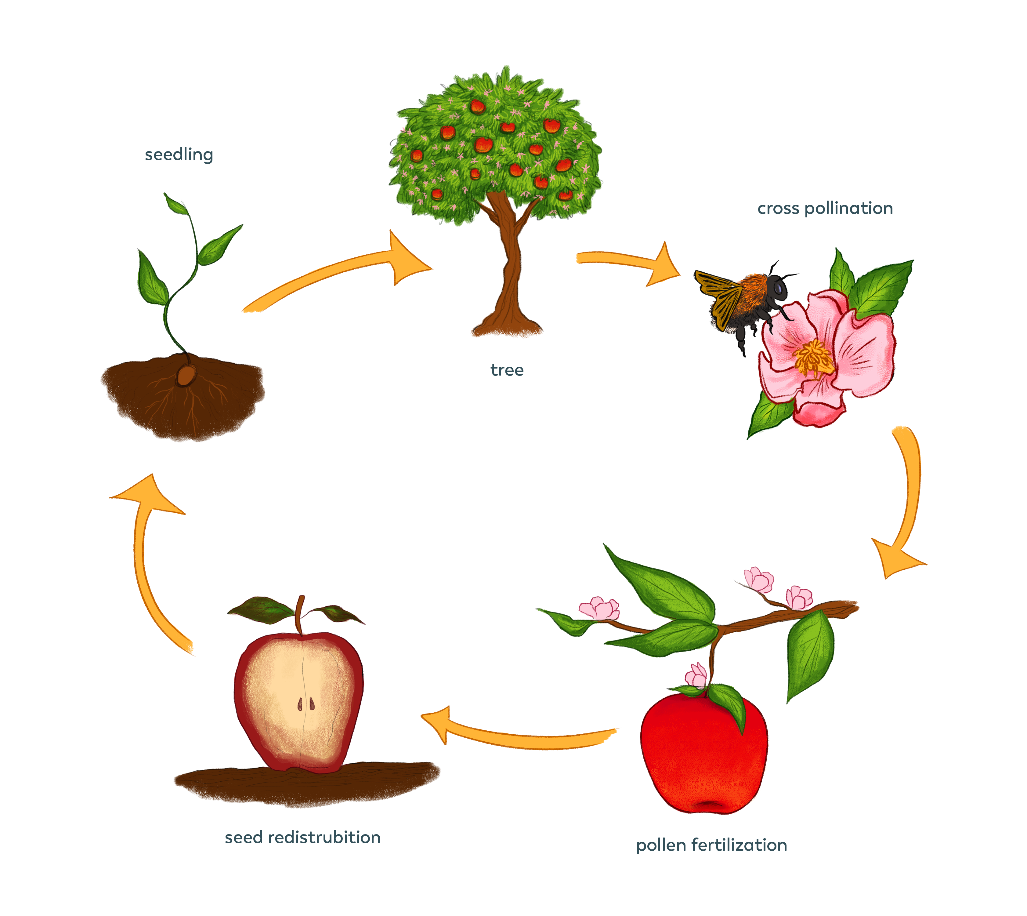 pollination-pollinator-quest