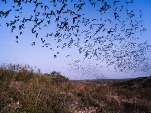Brazilian free-tailed bats (Tadarida brasiliensis) emerge from Frio Cave in Texas. Emergence