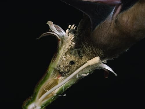 A lesser long-nosed bat (Leptonycteris yerbabuenae) pollinating an organ pipe cactus (Stenocereus thurberi) in Mexico. Part of the flower has been cut away to better illustrate the process. Pollination