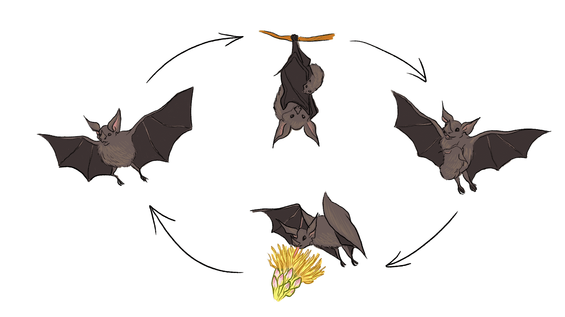 bat-cycle