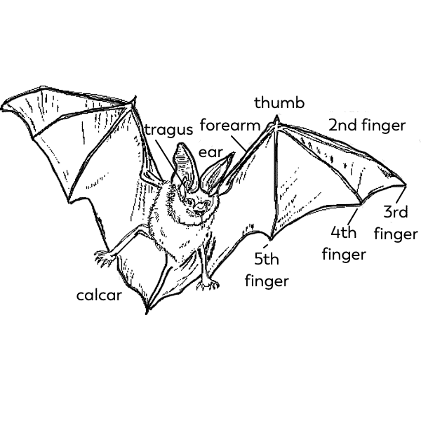 bat-parts