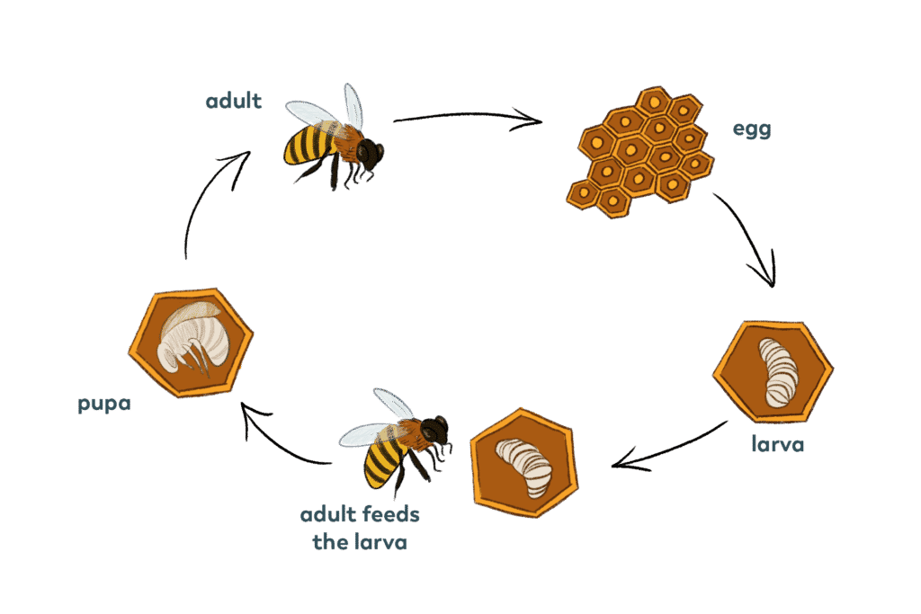 Life Cycle Pollinator Quest