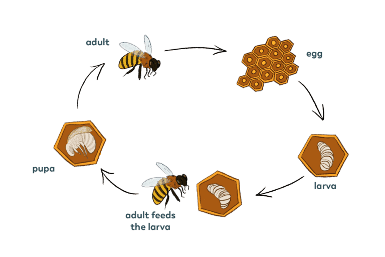 Life Cycle – Pollinator Quest