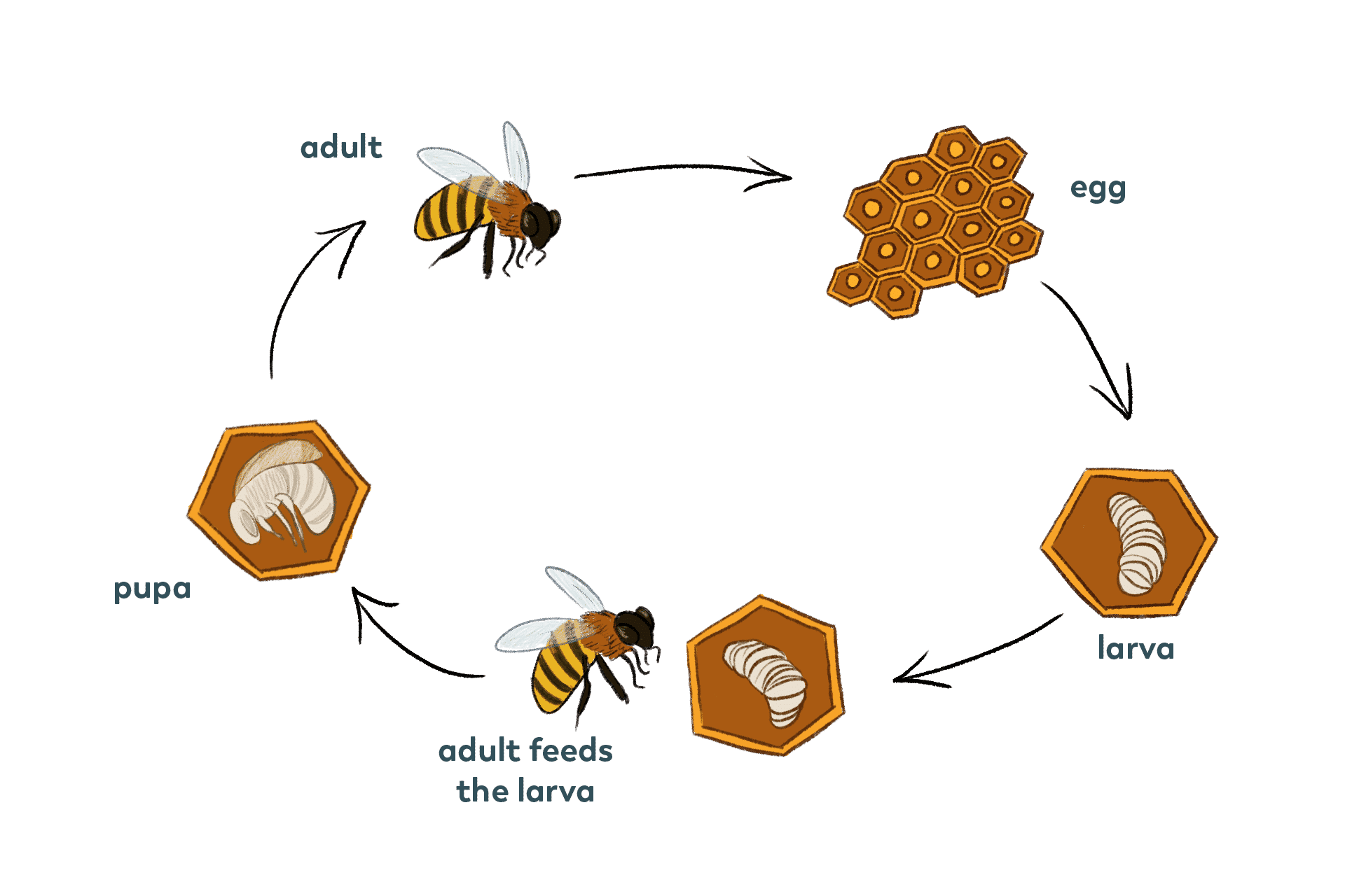 bee-cycle