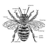 Structure & Function – Pollinator Quest