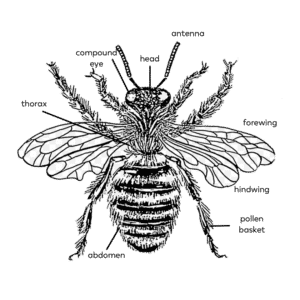 Structure & Function – Pollinator Quest