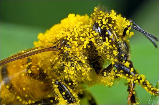 bee_pollen_macro bee_pollen_macro