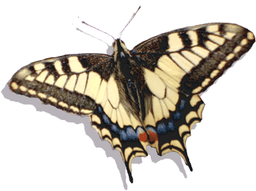 butterfly butterfly