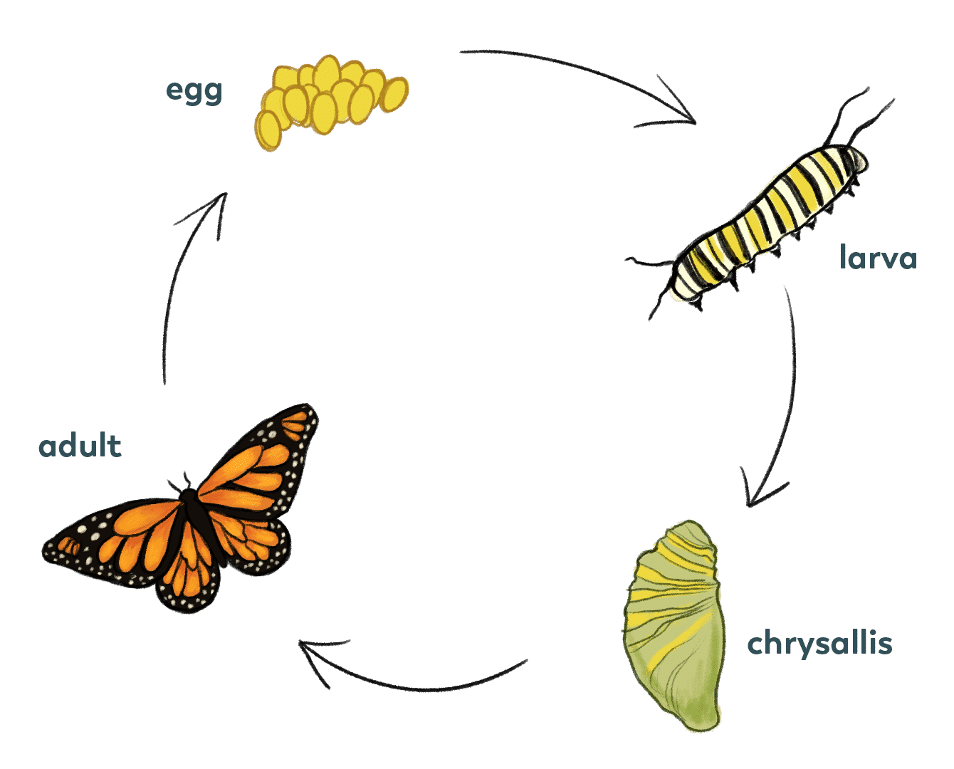 Life Cycle – Pollinator Quest
