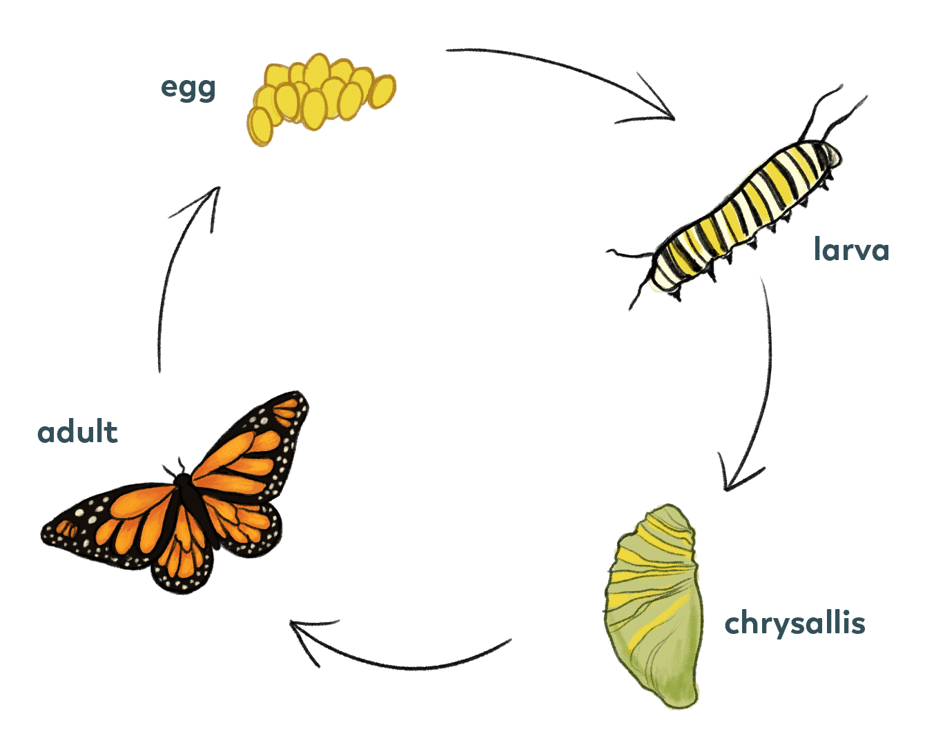 hero butterfly cycle