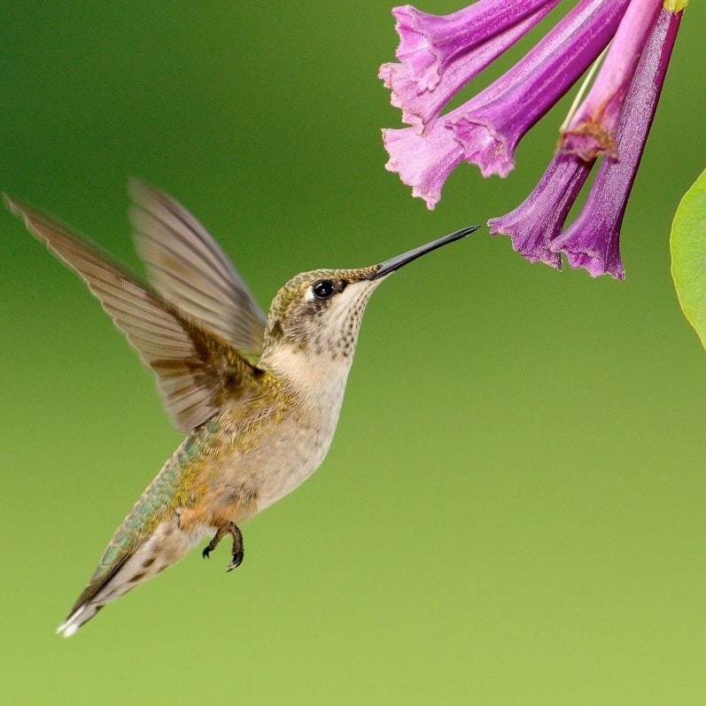 hummingbird-beak