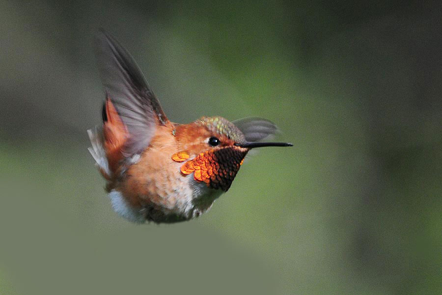 hummingbird-migration