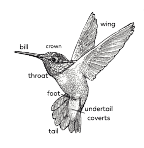 Structure & Function – Pollinator Quest