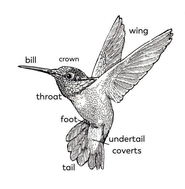 hummingbird-parts