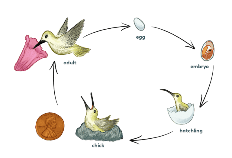 life-cycle-pollinator-quest