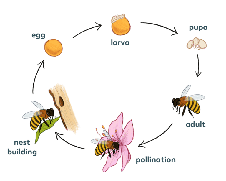 Life Cycle Of A Bee Diagram