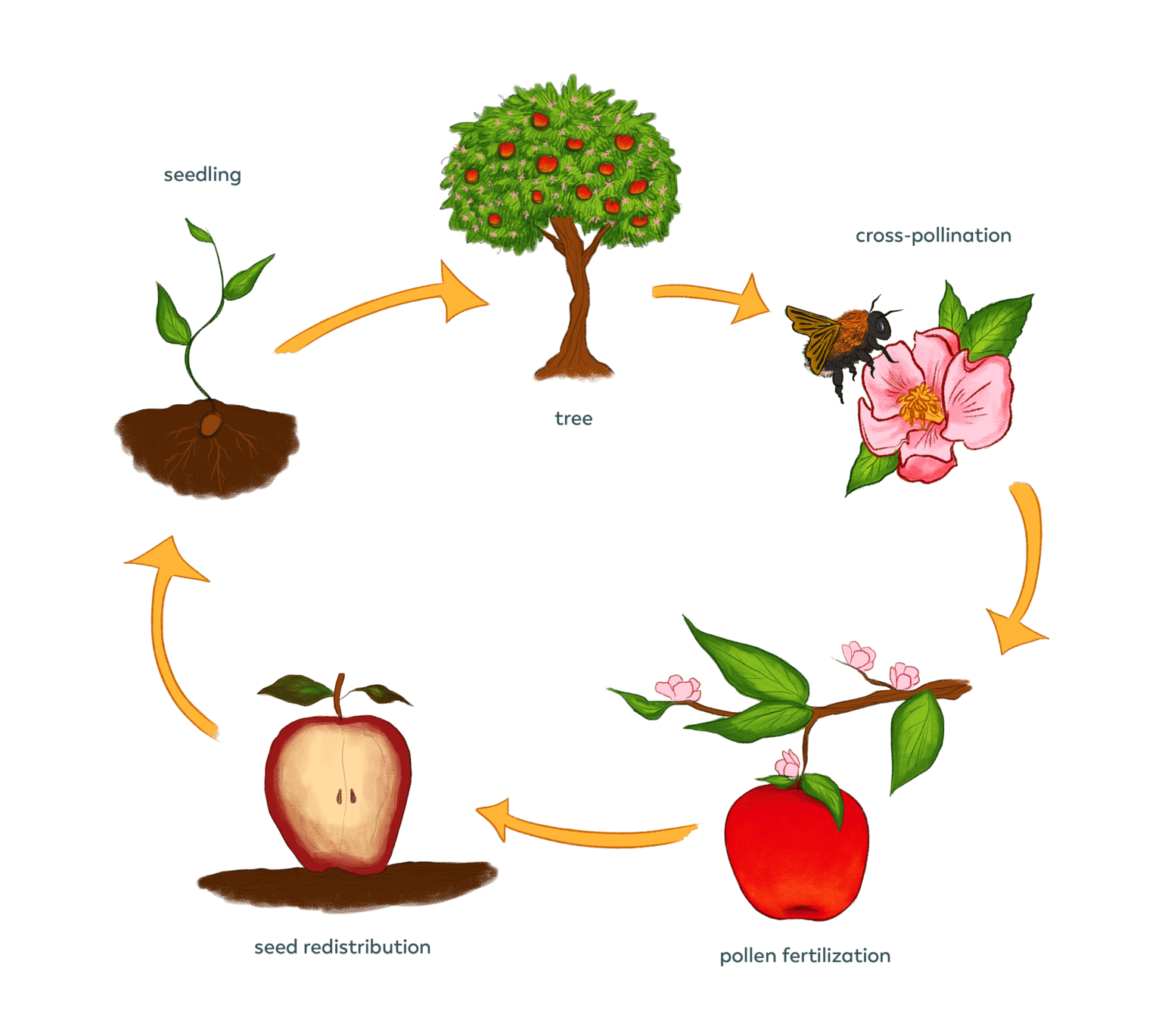 Pollination   Pollinator Quest