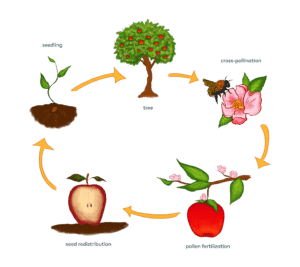 Pollination – Pollinator Quest