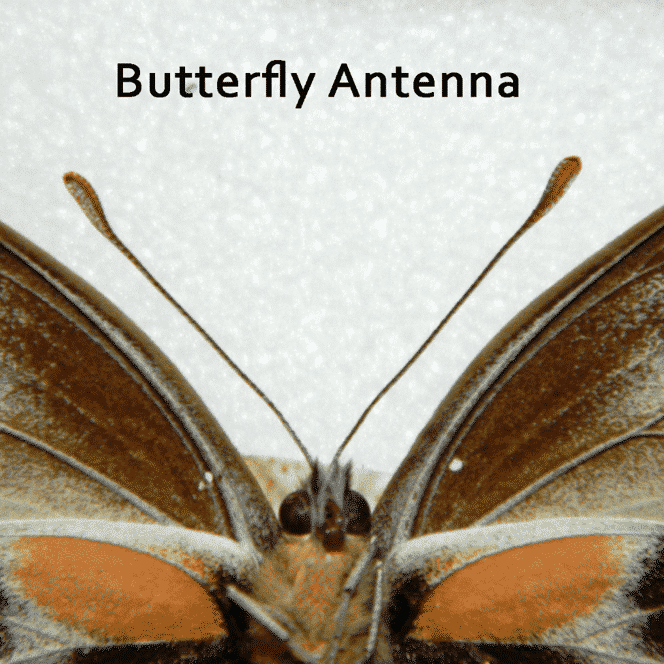 butterfly-antenna
