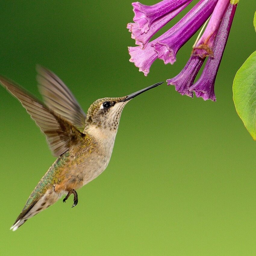 hummingbird-1056383_1280
