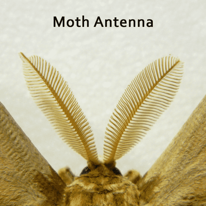 moth-antenna
