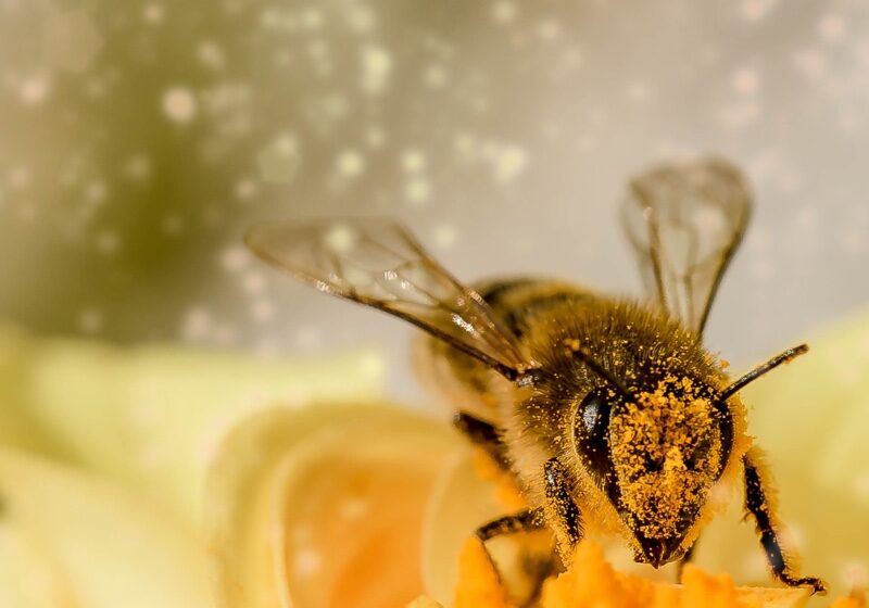 pollination4