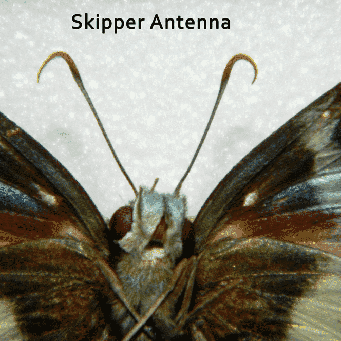 skipper-antenna