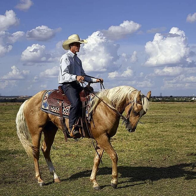 cowboy-quarter-horse-trainer-ranch-western-palamino-hat-animal-stock
