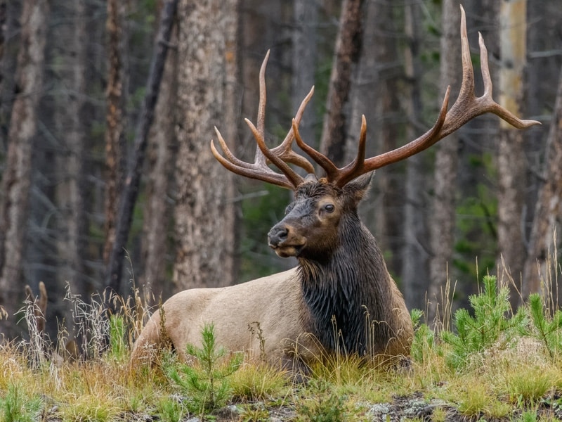 Elk Elk